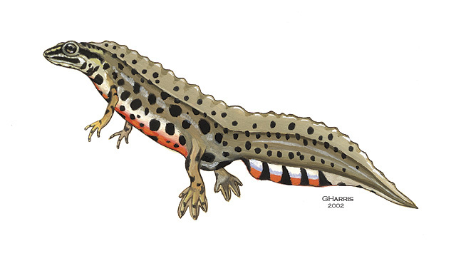 Triturus_vulgaris