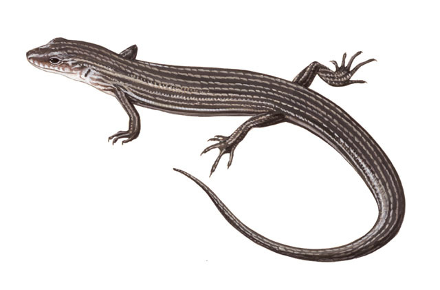 Ctenotus_quattuordecimlinea