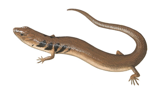 Deuterostomia