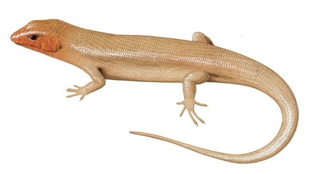 Eumeces_laticeps