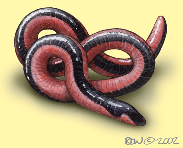 Scolecomorphus_vittatus