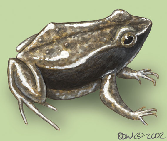 Sooglossus_gardineri