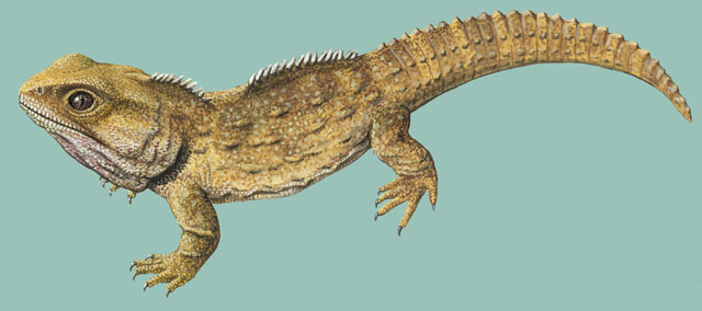 Sphenodontidae