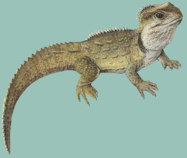 Sphenodon_punctatus