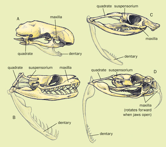 v07_id24_con_snakesku