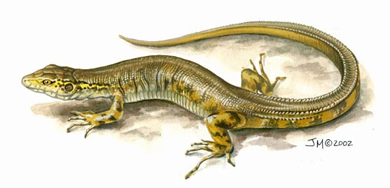 Crocodilurus_lacertinus