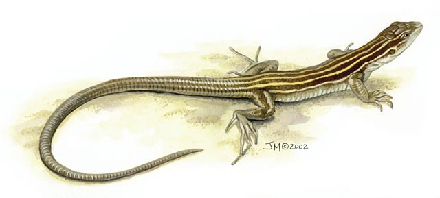 Squamata