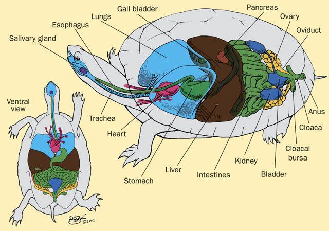 v07_id109_con_turtint