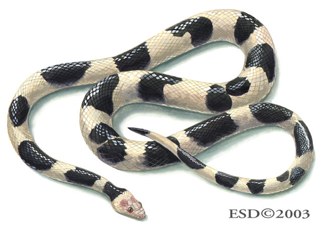 Tropidophis_feicki