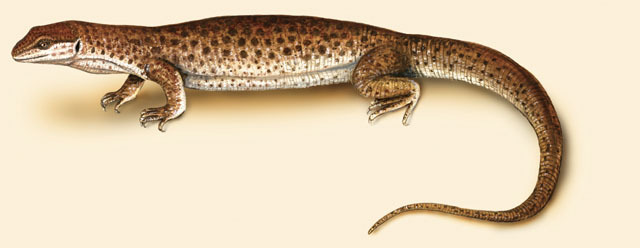 Varanus_brevicauda