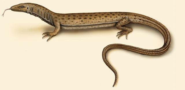 Squamata