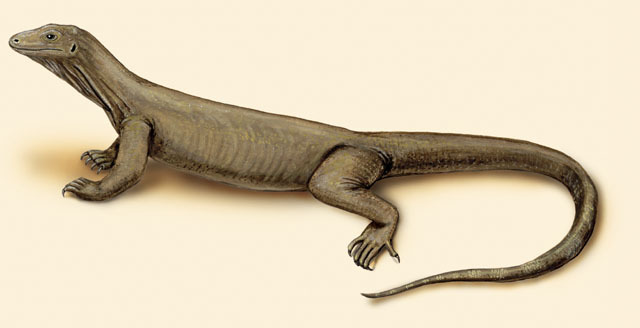 Varanus_komodoensis