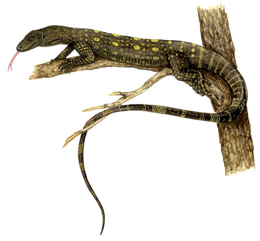 Squamata