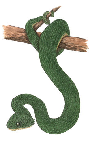 Atheris_squamigera