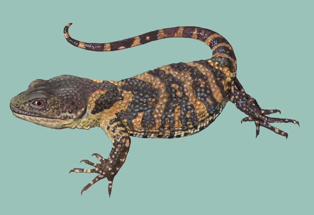 Xenosaurus_grandis