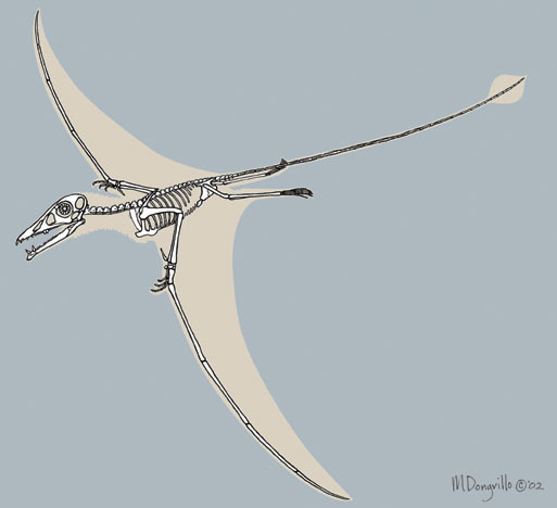 Eudimorphodon_skeleton