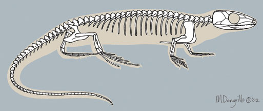 Hylonomus_lyelli_skeleton