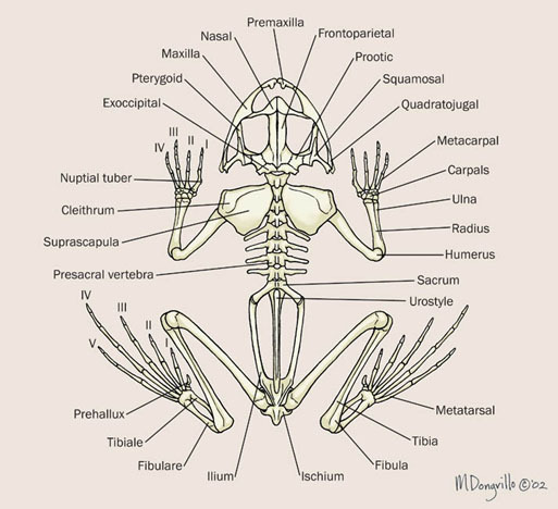 Craniata