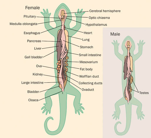 Lissamphibia