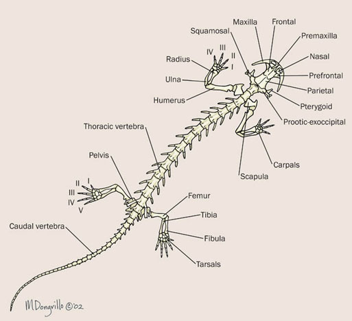 salamander_skeleton