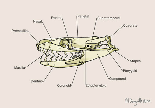 snake_skull