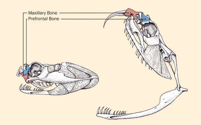 Squamata