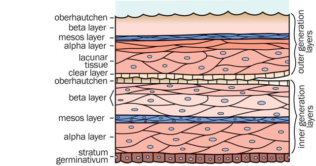 Squamata