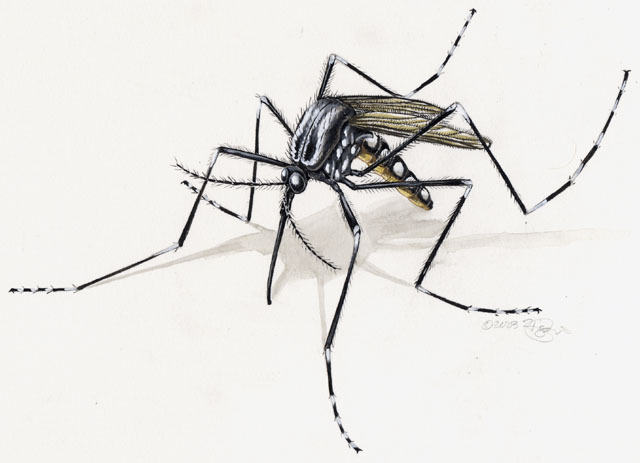 Aedes_aegypti