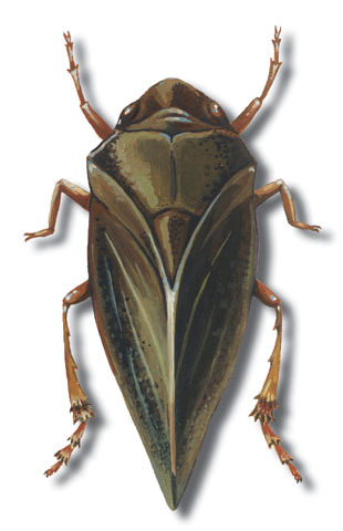 Insecta