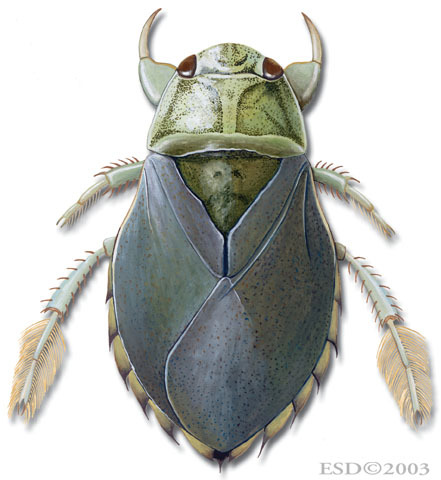 Ilyocoris_cimicoides