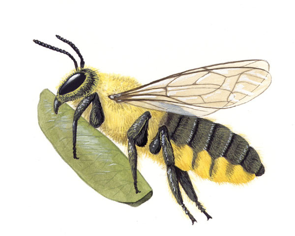 Megachile