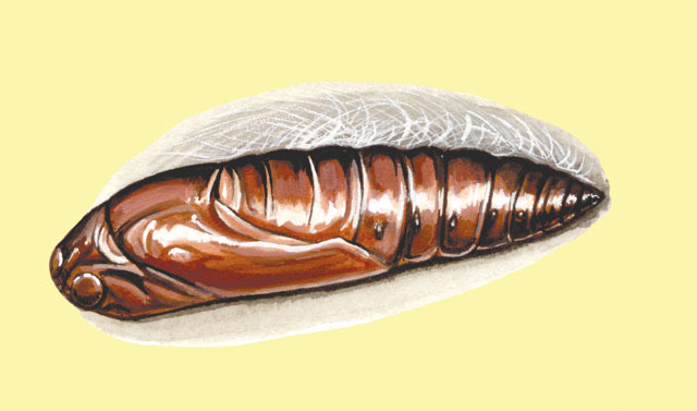 Acherontia_atropos_pupa