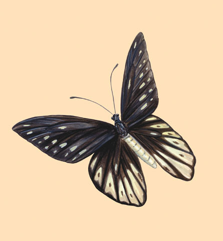 Papilionidae