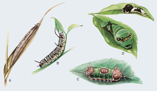 v03_id198_con_larvae