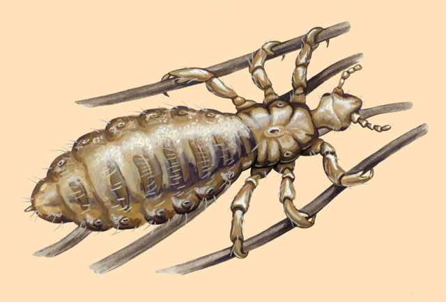 Pediculidae