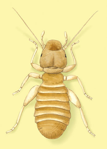 Liposcelis_bostrychophila