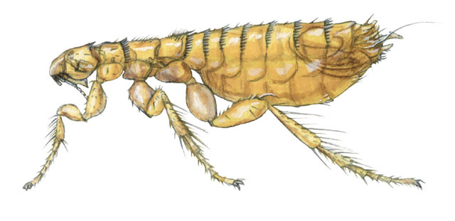 Protostomia