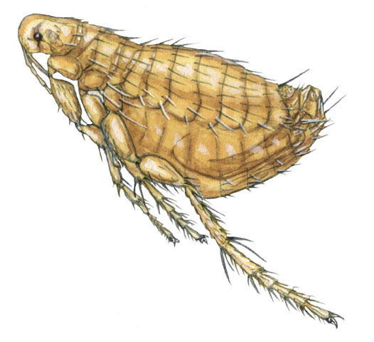 Eumetazoa