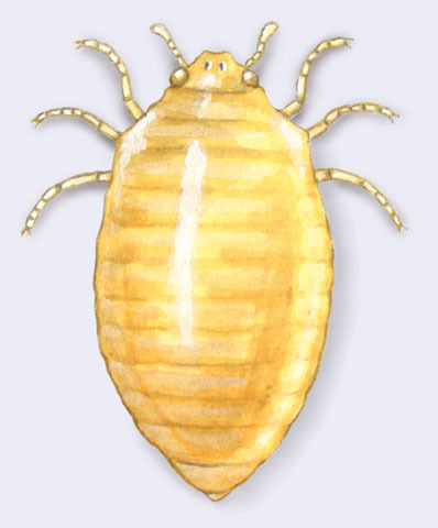 Insecta