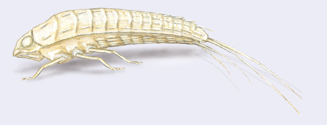 Eoxenos_laboulbenei_larva