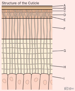 Protostomia