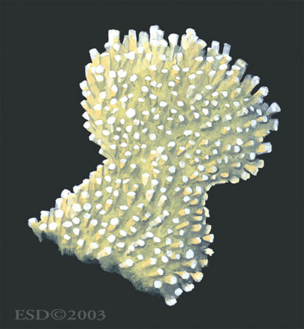 Acropora_palmata_inset