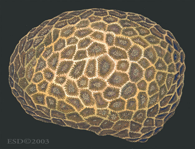 Eumetazoa