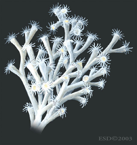 Anthozoa