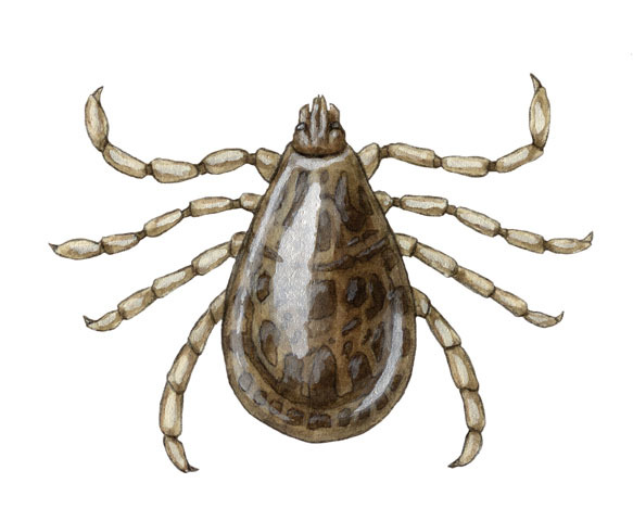 Chelicerata