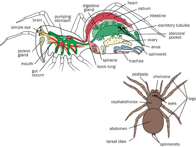 Ecdysozoa