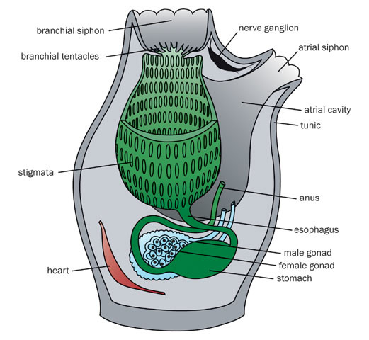 Eumetazoa