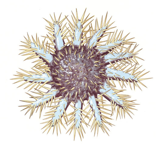 Echinodermata