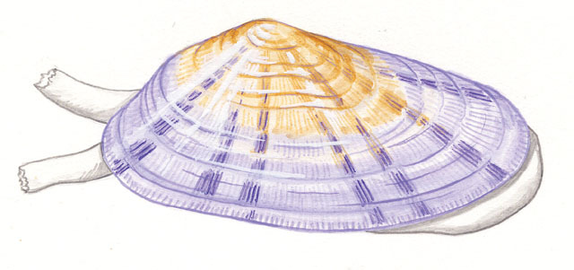 Trochozoa