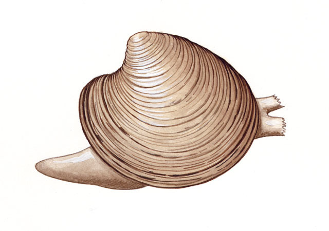 Trochozoa